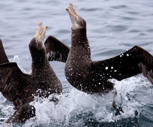 Wonders van Nieu Seelandse Kuslyn